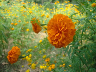 flor de cempasuchitl