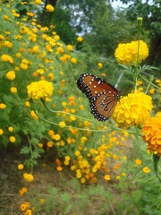 mariposa en una flor
