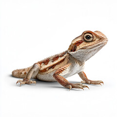 Naklejka premium Agama lizard realistic detailed reptile isolated on transparent background
