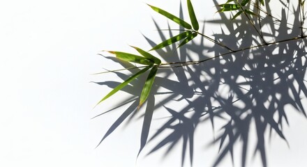 Obraz premium Abstract Shadow Play of Bamboo Leaves with Copyspace on a White Background