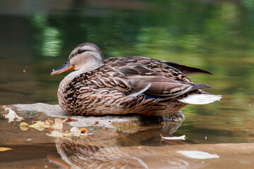 Duck