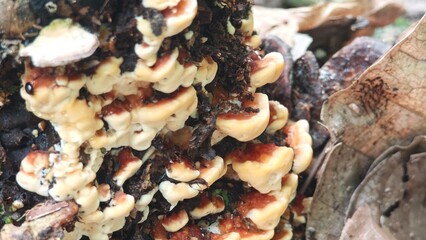 A group of wild mushrooms cluster covered tree trunk.