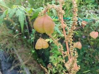 Ketipes (Cardiospermum halicacabum) has a unique fruit shaped like a lantern or balloon.