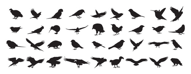 birds silhouette white background vector