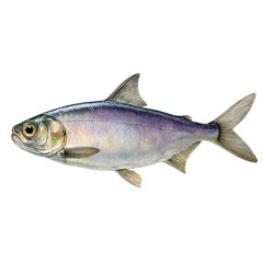 Fototapeta premium American Shad Isolated on Transparent Background
