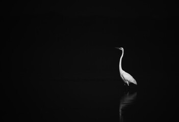 Low key image of egret bird