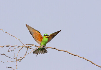 bee eater in flight