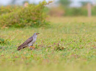 Sparrow Hawk on green patch
