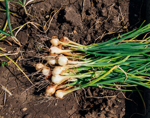 Freshly picked onions with green leaves and a small onion in the garden. Harvesting.