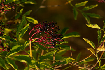 A close-up of elderberry clusters featuring dark berries and vibrant green leaves, capturing nature's beauty and the richness of the landscape.
