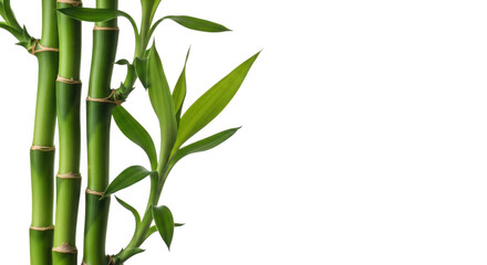 3d realistic bamboo stalks with fresh green leaves detailed botanical illustration transparent background