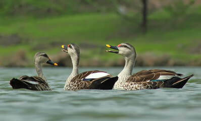 Spotted Ducks on water