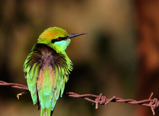 green bee eater