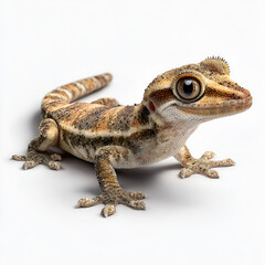 Obraz premium Angwantibo isolated on transparent background realistic detailed primate
