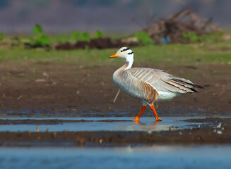 Fototapeta premium goose on the water