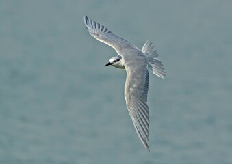 seagull in flight