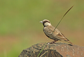 Sparrow on rock