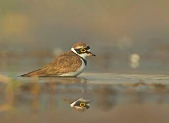 Fototapeta premium Reflection of bird