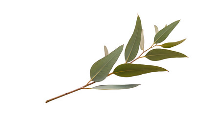 Eucalyptus branch dark background simple botanical