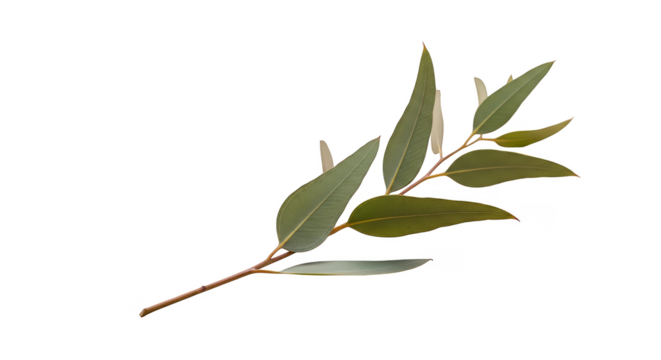 Eucalyptus branch dark background simple botanical