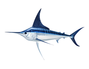 Minimalist Swordfish Illustration  Top-Down Marine Predator PNG
