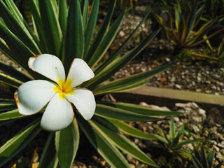 Fototapeta premium White Frangipani Flower Blooming on Agave Plant – Tropical Garden Close-Up. Unique Bloom: White Plumeria Flower on Spiky Succulent Leaves.