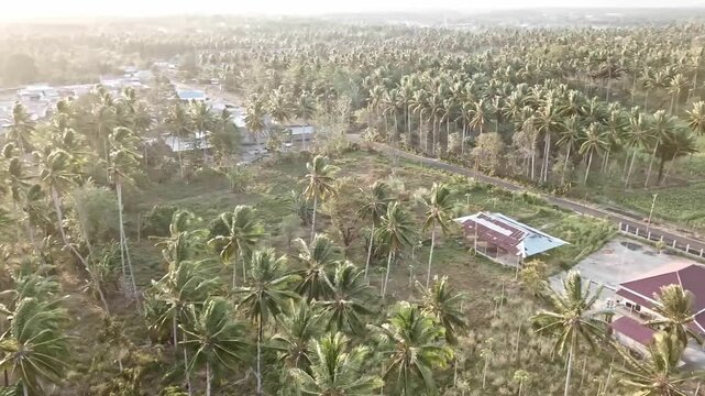 Drone footage of vast tropical coconut plantation with scattered rural houses, farmland, and a small road under warm sunlight in a peaceful countryside landscape.