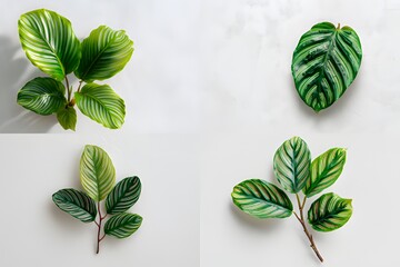 Set of Tropical Calathea Leaves Isolated on White Background, Decorative Green Foliage with Striped Patterns for Botanical Design