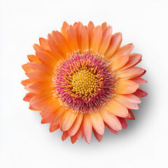 Orange and Pink Daisy Flower Closeup Isolated on Transparent Background