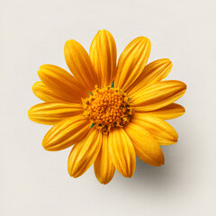 Obraz premium Arnica Flower Closeup Flower Head Isolated on Transparent Background