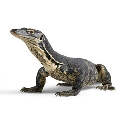 Obraz premium Asian Water Monitor Isolated on Transparent Background