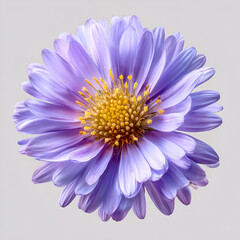 Aster Closeup Flower Head Isolated on Transparent Background