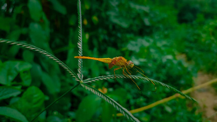 yellow dragonfly sitting on a green plant.