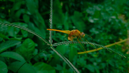 yellow dragonfly sitting on a green plant.