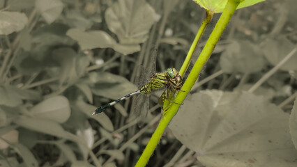 green marsh hawk dragonfly eating insect.