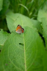 A Small Orange Butterfly Resting on a Leaf