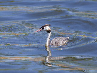 Great Crested Grebe (Podiceps cristatus) swimming in a dam.