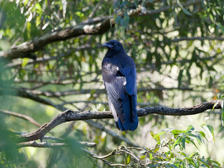 Forest Raven (Corvus tasmanicus) perched on a eucalyptus tree