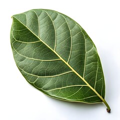 Obraz premium Laurel Fig Leaf Elegant Smooth Green Foliage with Subtle Veins and Glossy Finish Highlighting Exotic Tropical Simplicity on a Pure White Background