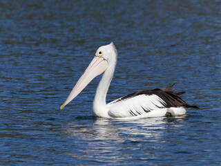 Australian Pelican (Pelecanus conspicillatus) swimming on a lake on a sunny day.