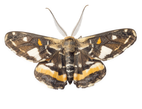 Beautiful detailed moth with intricate patterns on its wings spread open