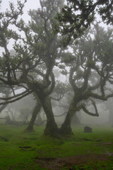 A twin tree in the Fanal Forest on the island of Madeira