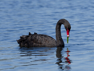 Australian Black Swan (cygnus atratus) swimming in a lake and pulling up weeds to eat.