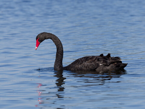 Australian Black Swan (Cygnus atratus) swimming in a lake. - Powered by Adobe