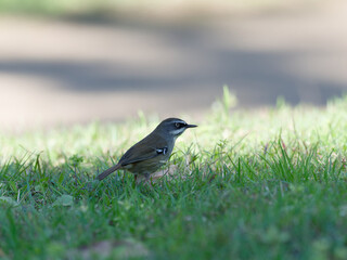 White-browed Scrubwren (Sericornis frontalis) on the ground foraging for insects and other bugs in grass.