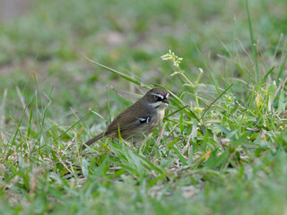 White-browed Scrubwren (Sericornis frontalis) on the ground foraging for insects and other bugs in grass.