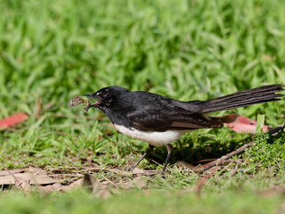 Willie wagtail, also known as willy wagtail (Rhipidura leucophrys) holding a captured Dragonfly