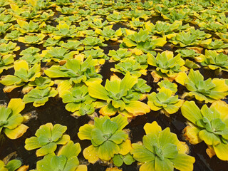Close-Up of Green Water Lettuce (Pistia) Floating on Pond Surface, Water Lettuce Plants Floating on Still Water – Aquatic Nature Background, Tropical Aquatic Plants.