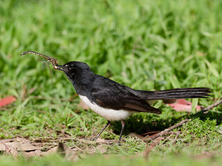 Willie wagtail, also known as willy wagtail (Rhipidura leucophrys) holding a captured Dragonfly