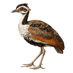 Obraz premium Bengal Florican Isolated on Transparent Background